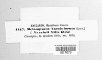 Naohidemyces vaccinii image